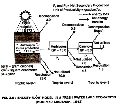 Energy Flow Chart In Ecosystem