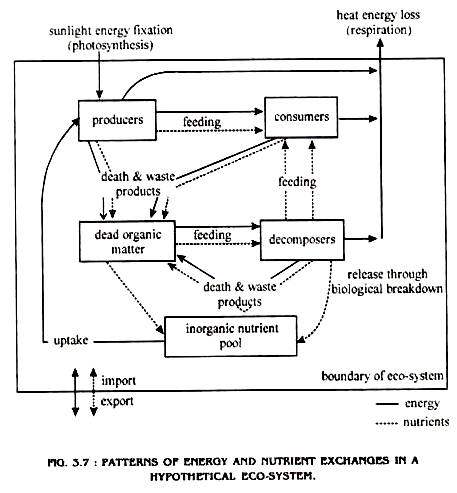 Energy Flow Chart In Ecosystem