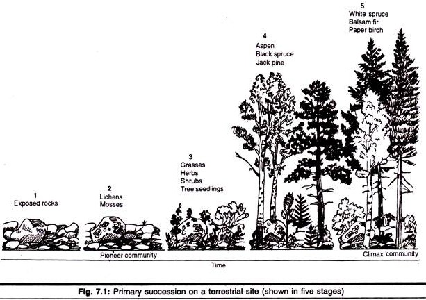 Flow Chart Of Ecological Succession