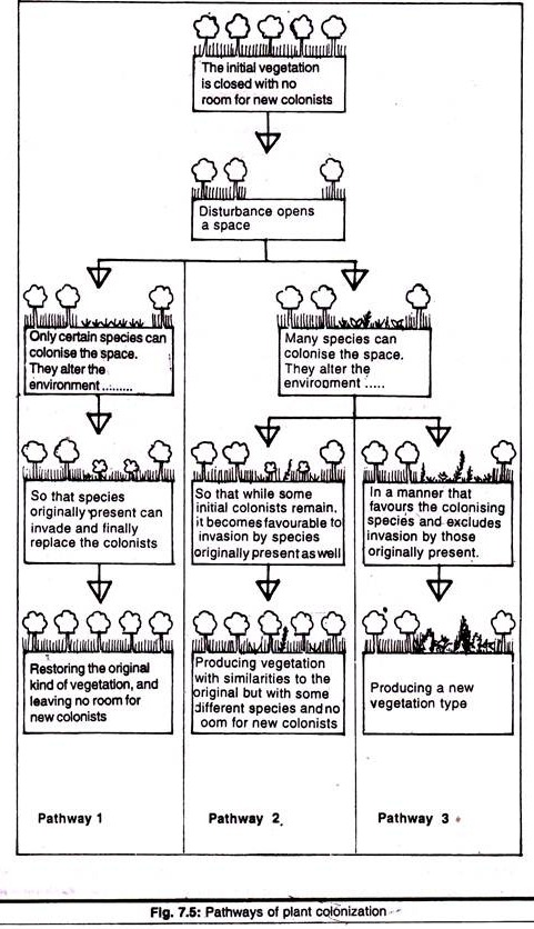 Flow Chart Of Ecological Succession