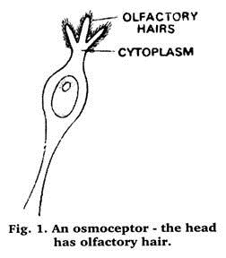 Osmoceptor